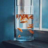 Ảnh đại diện thành viên